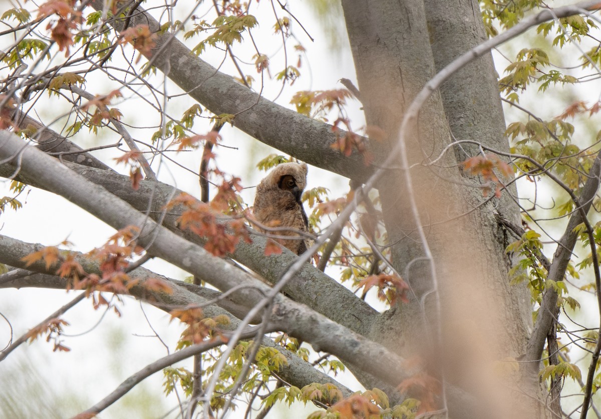 Great Horned Owl - Marilyn White