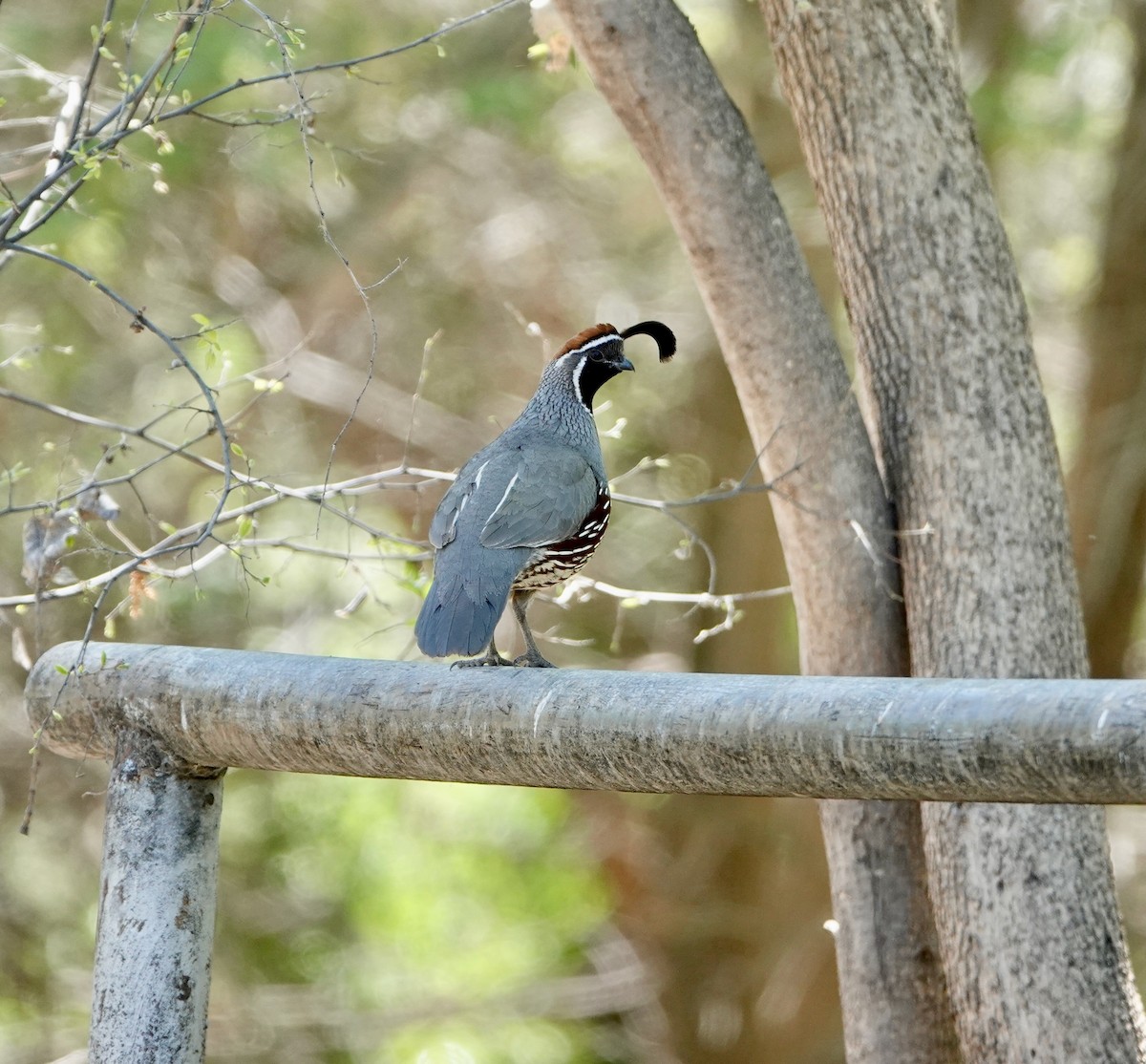 Gambel's Quail - Andrew Bailey