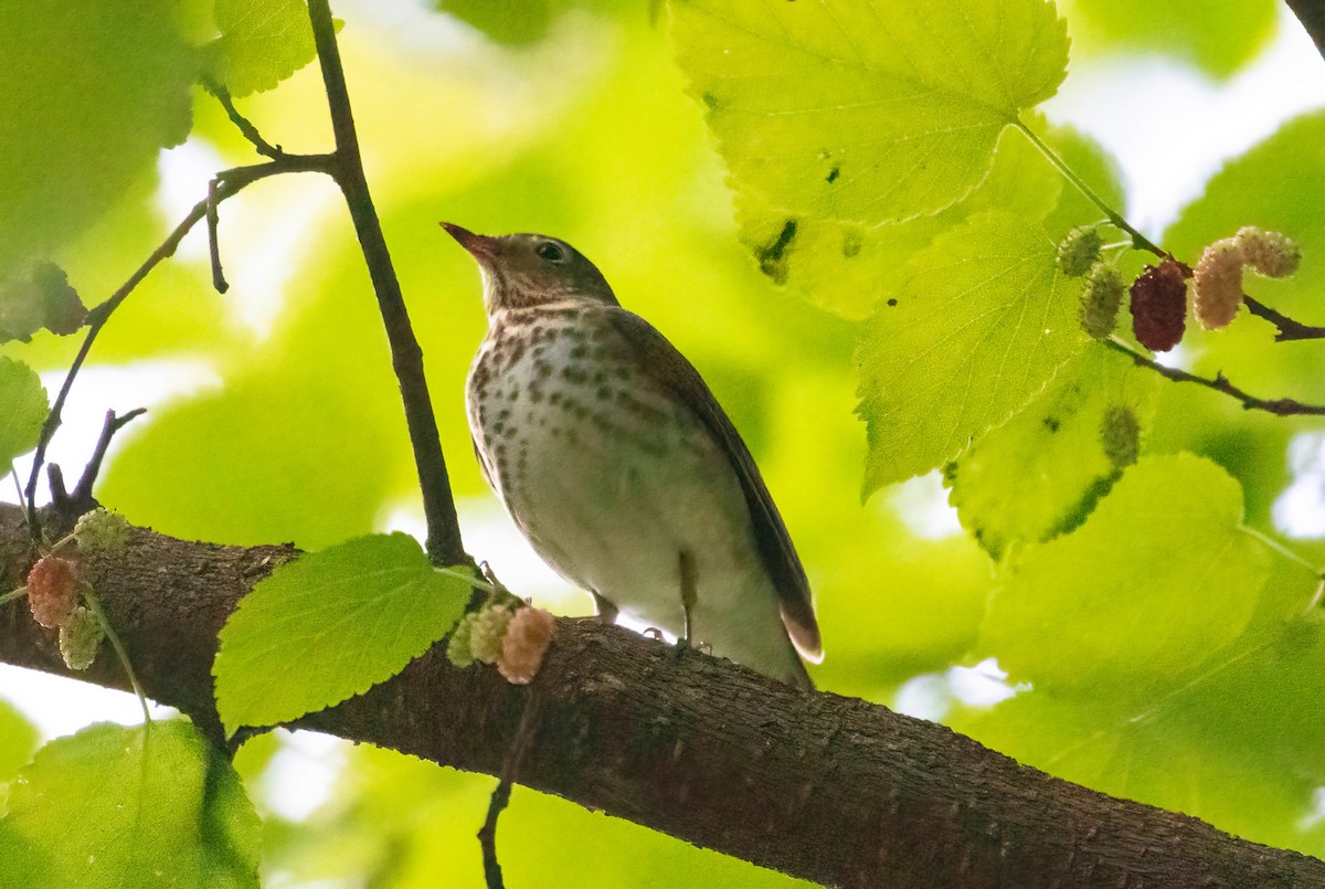 Swainson's Thrush - Steve Coggin