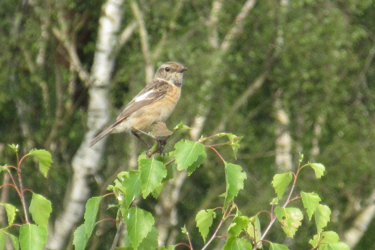 European Stonechat - Alex Press