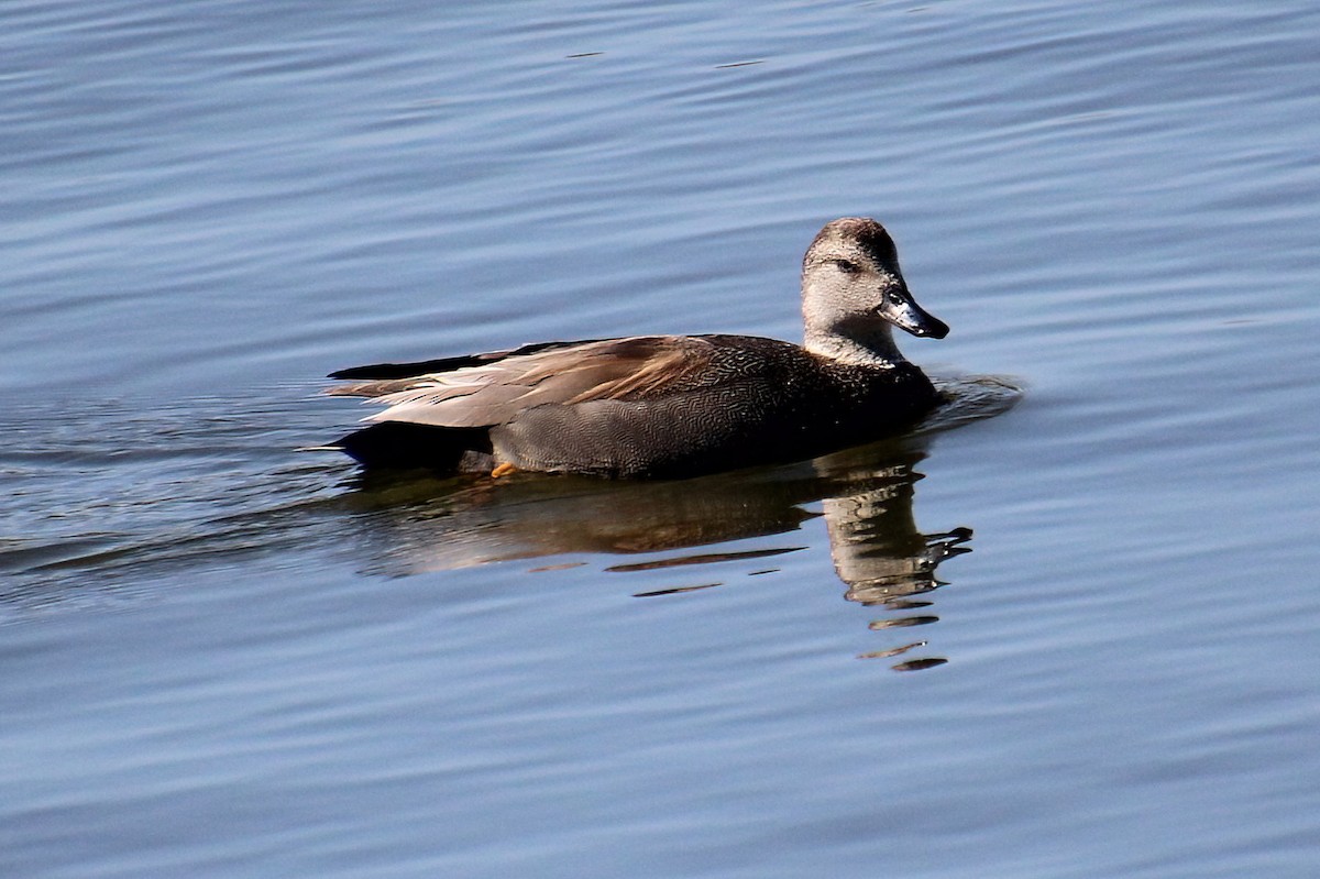 Gadwall - Elaine Cassidy