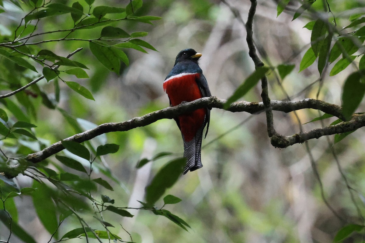 Collared Trogon - Andy Bridges