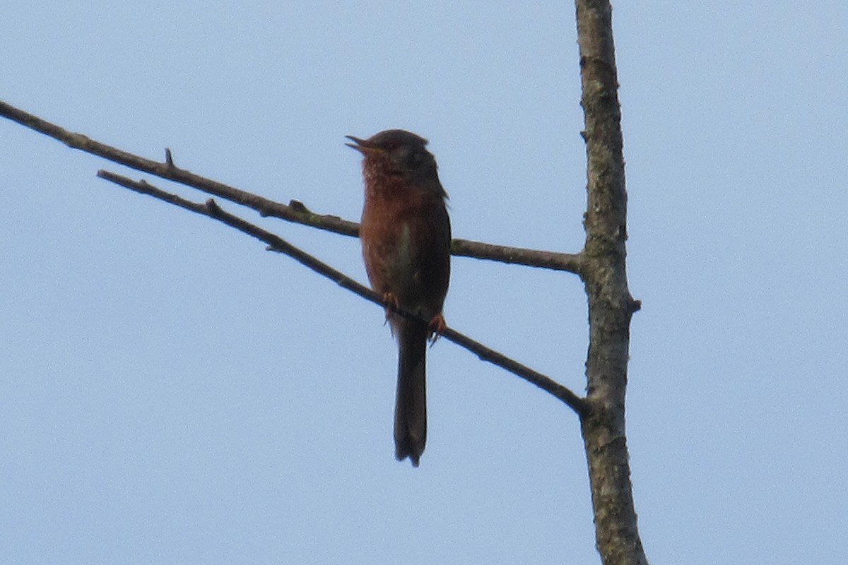 Dartford Warbler - Alex Press