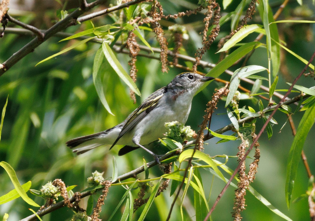 Chestnut-sided Warbler - Kyle Smith