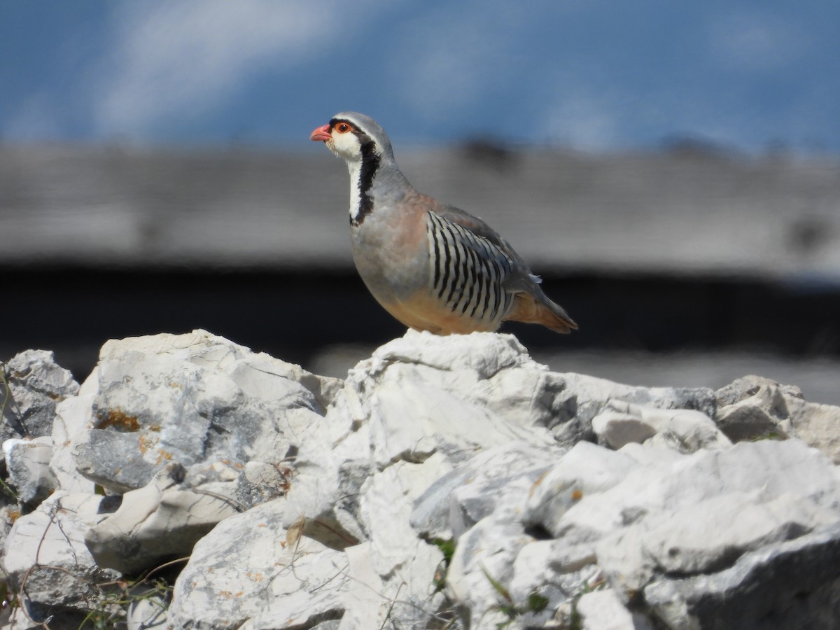 Rock Partridge - Josip Turkalj