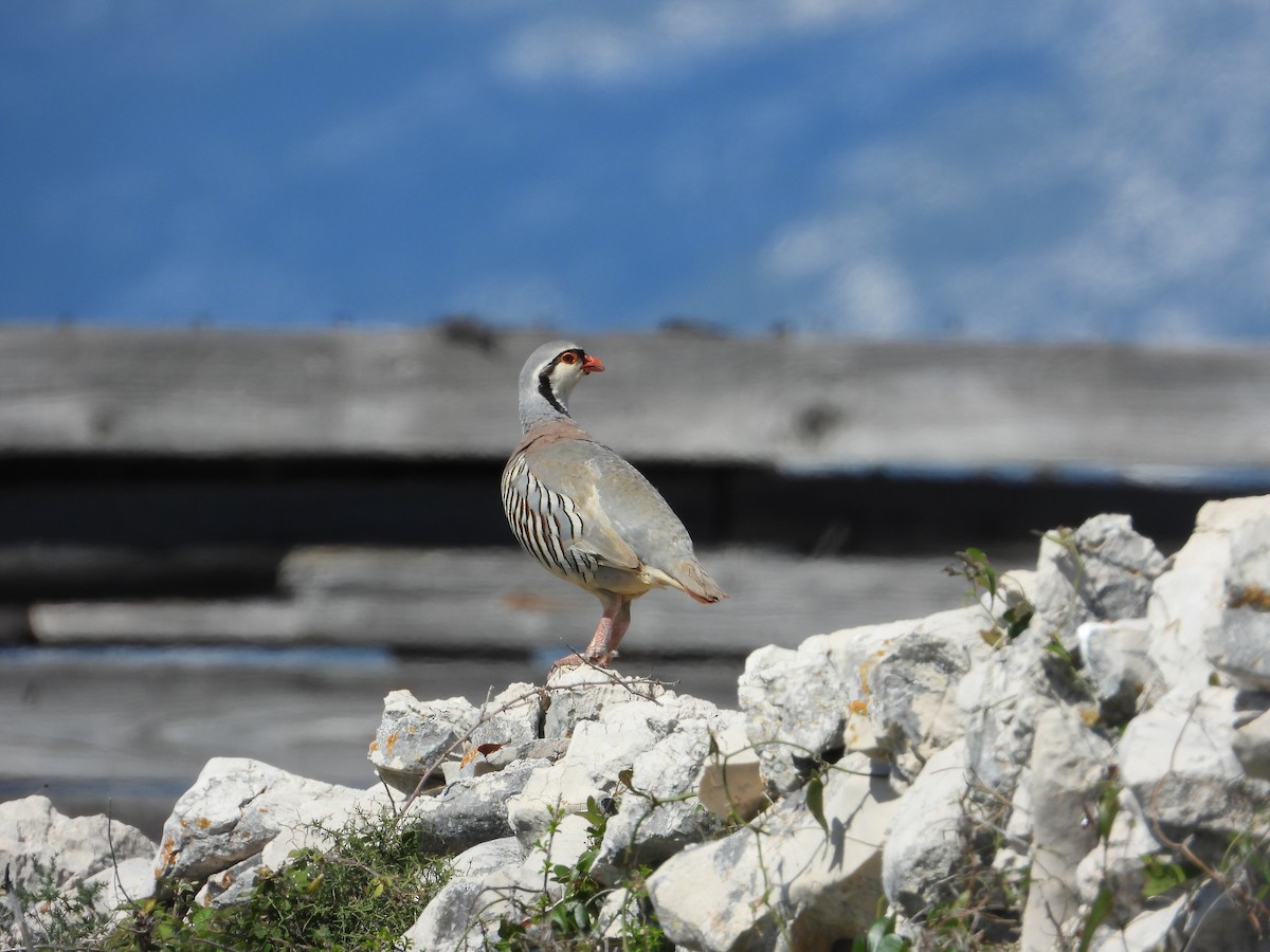 Rock Partridge - Josip Turkalj