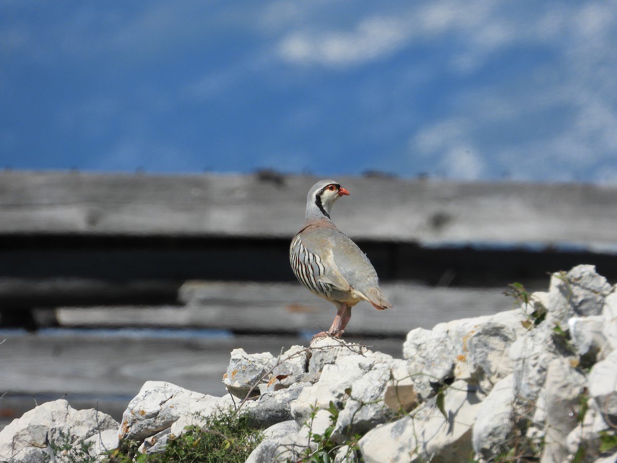 Rock Partridge - Josip Turkalj