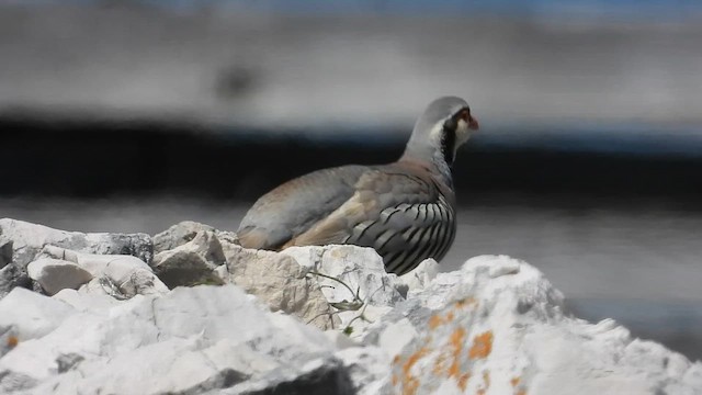 Rock Partridge - ML618839112