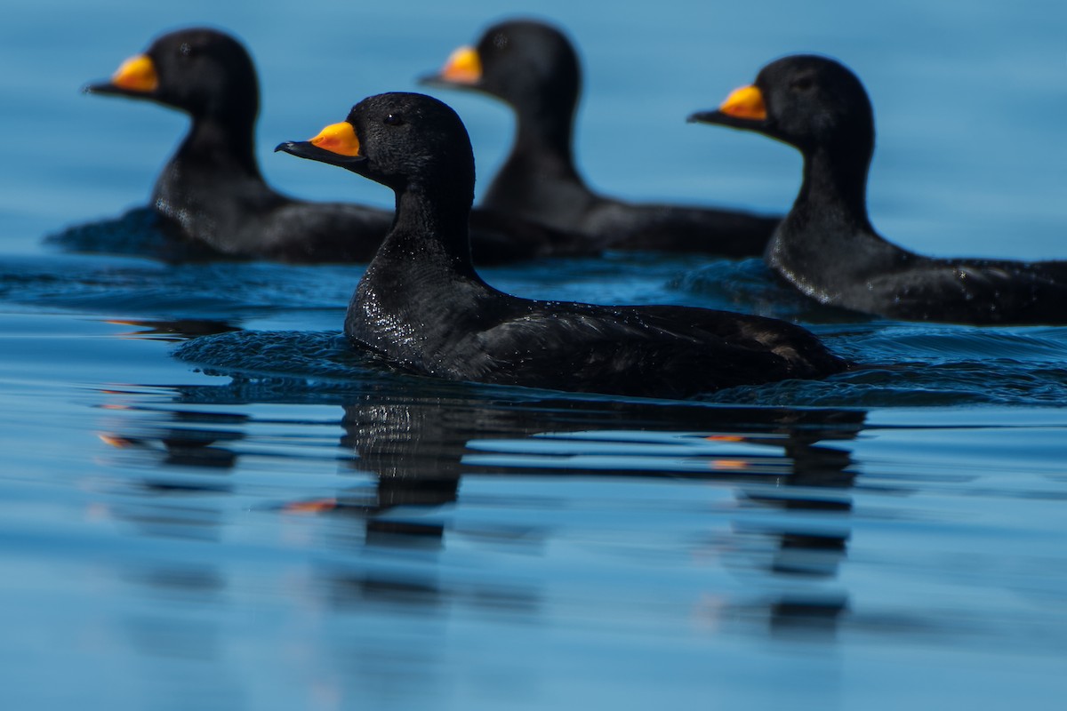 Black Scoter - Christian Briand