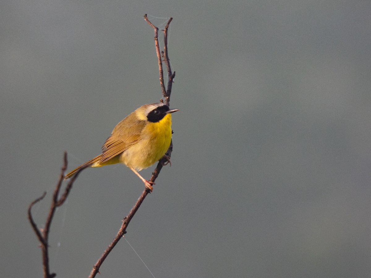 Common Yellowthroat - ML618839115