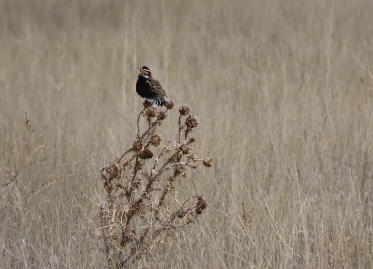 Chestnut-collared Longspur - Lorie Chesnut