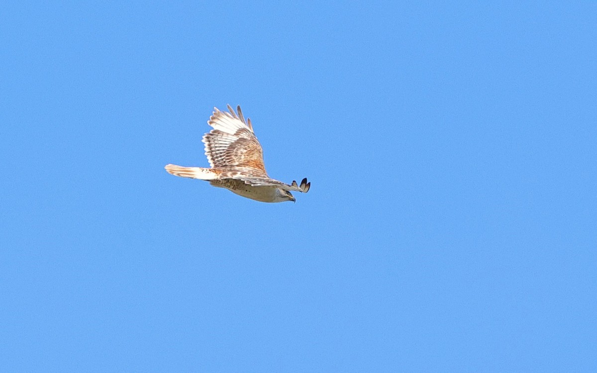 Ferruginous Hawk - Brandon Holden