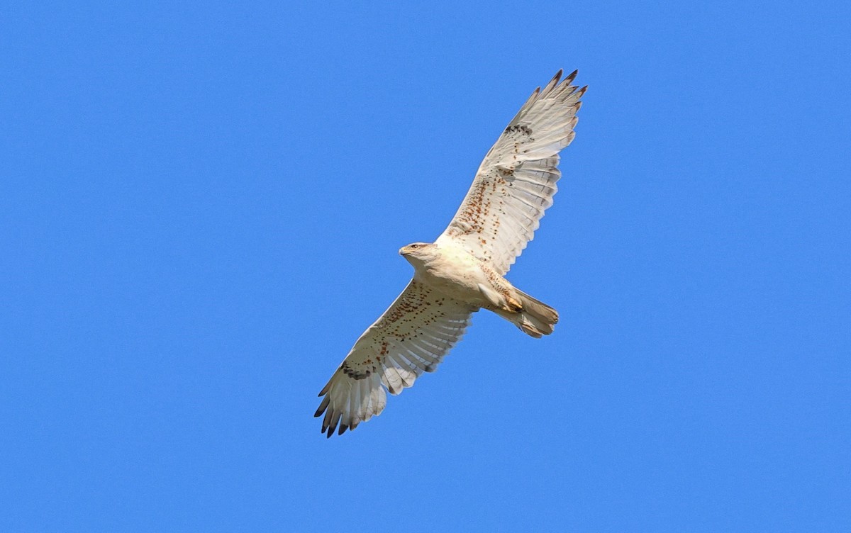 Ferruginous Hawk - Brandon Holden