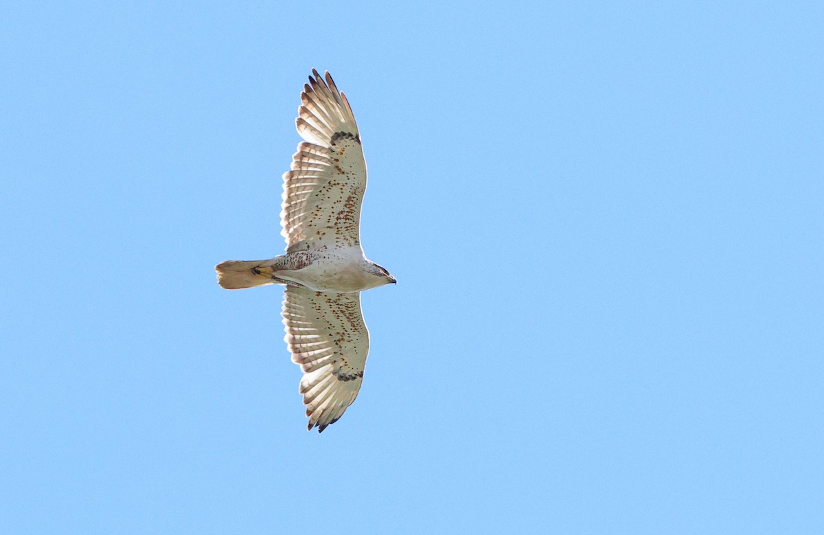 Ferruginous Hawk - Brandon Holden