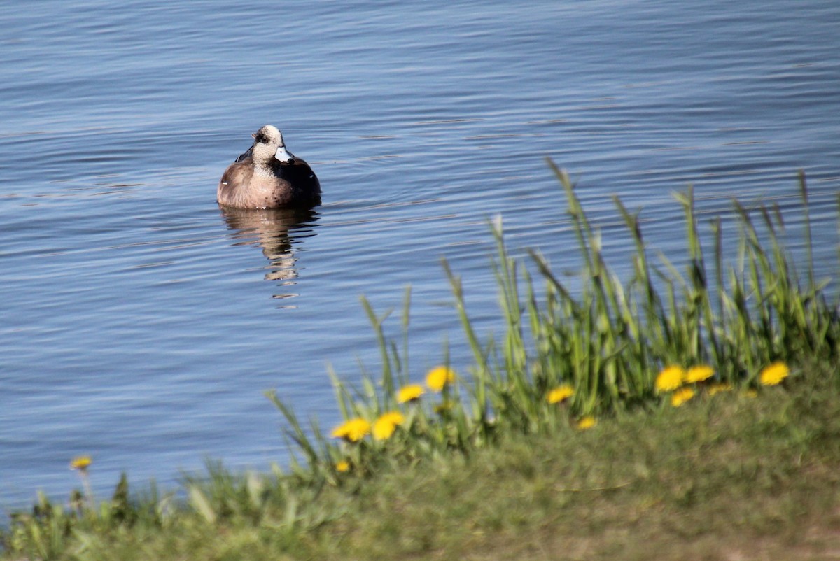 American Wigeon - Elaine Cassidy