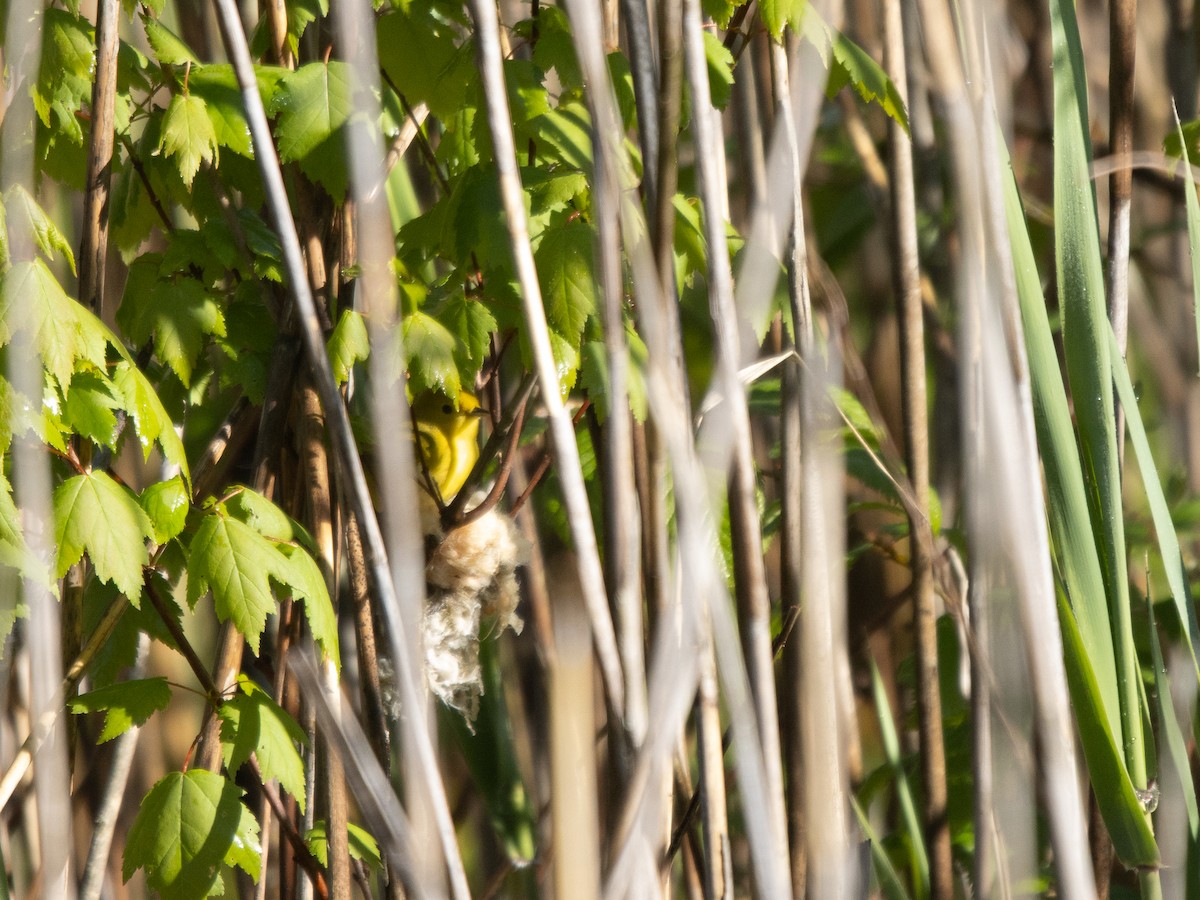 Yellow Warbler - James Lukenda