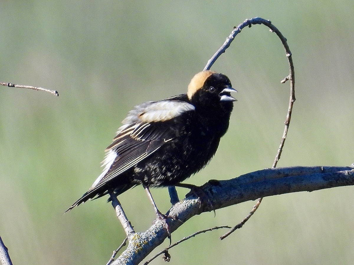 Bobolink - Isaac Petrowitz