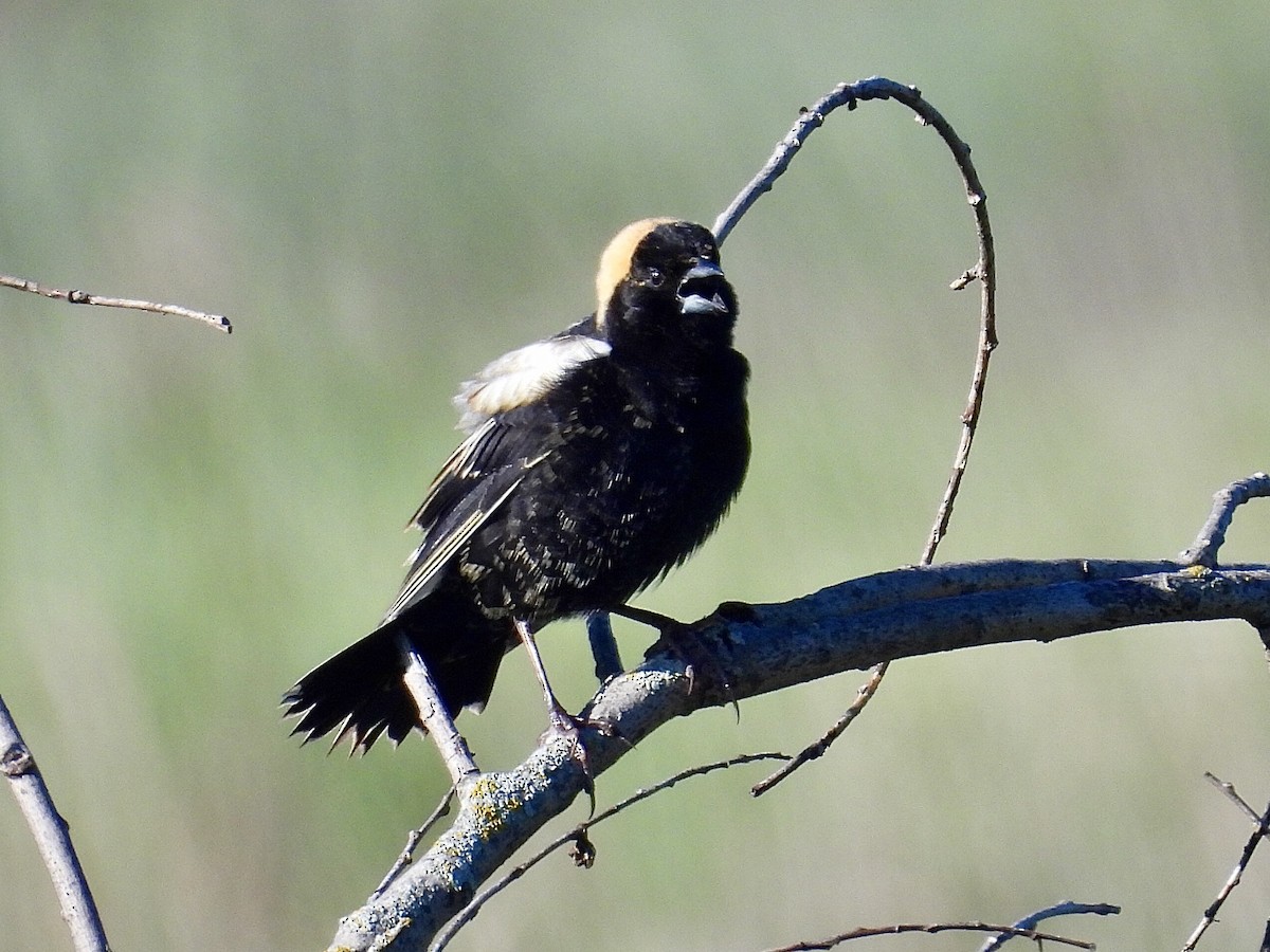 Bobolink - Isaac Petrowitz