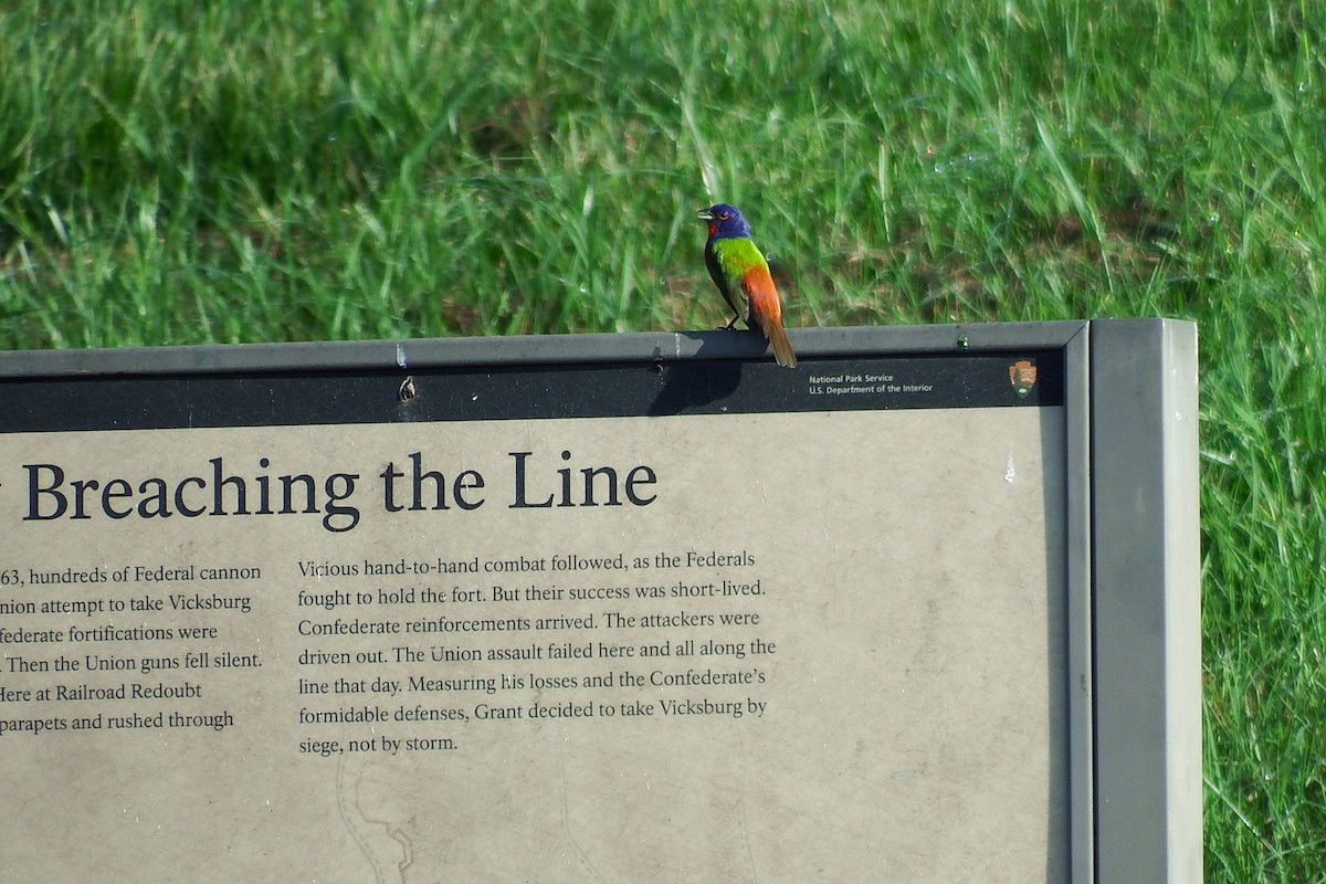 Painted Bunting - Andrew Sharp