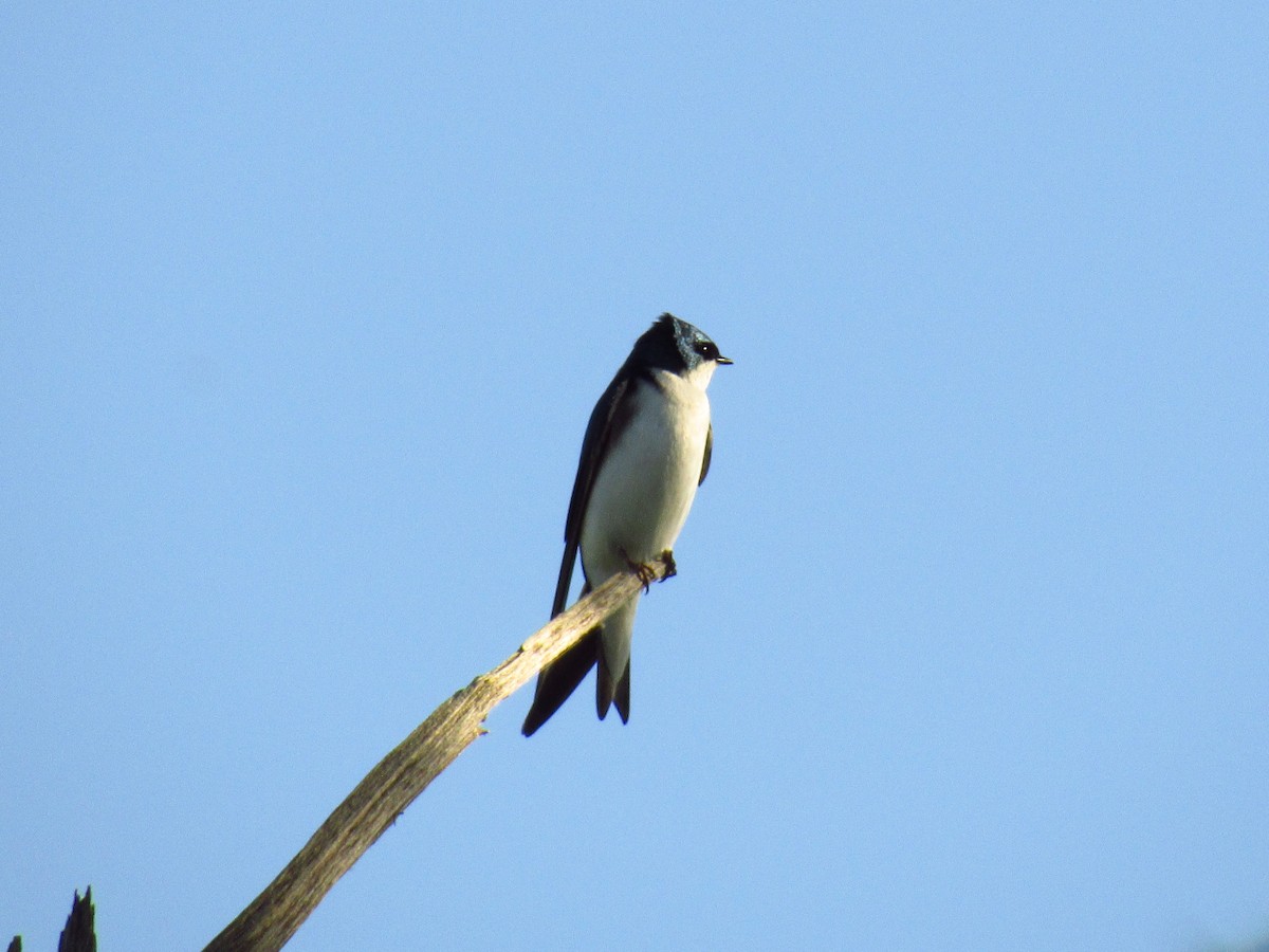 Tree Swallow - Alyssa Gruda