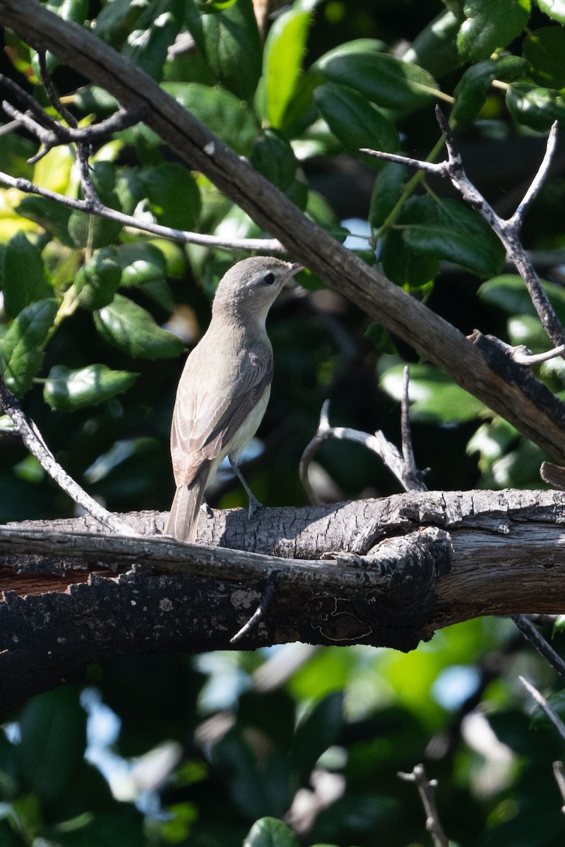 Warbling Vireo - Cynthia  Case