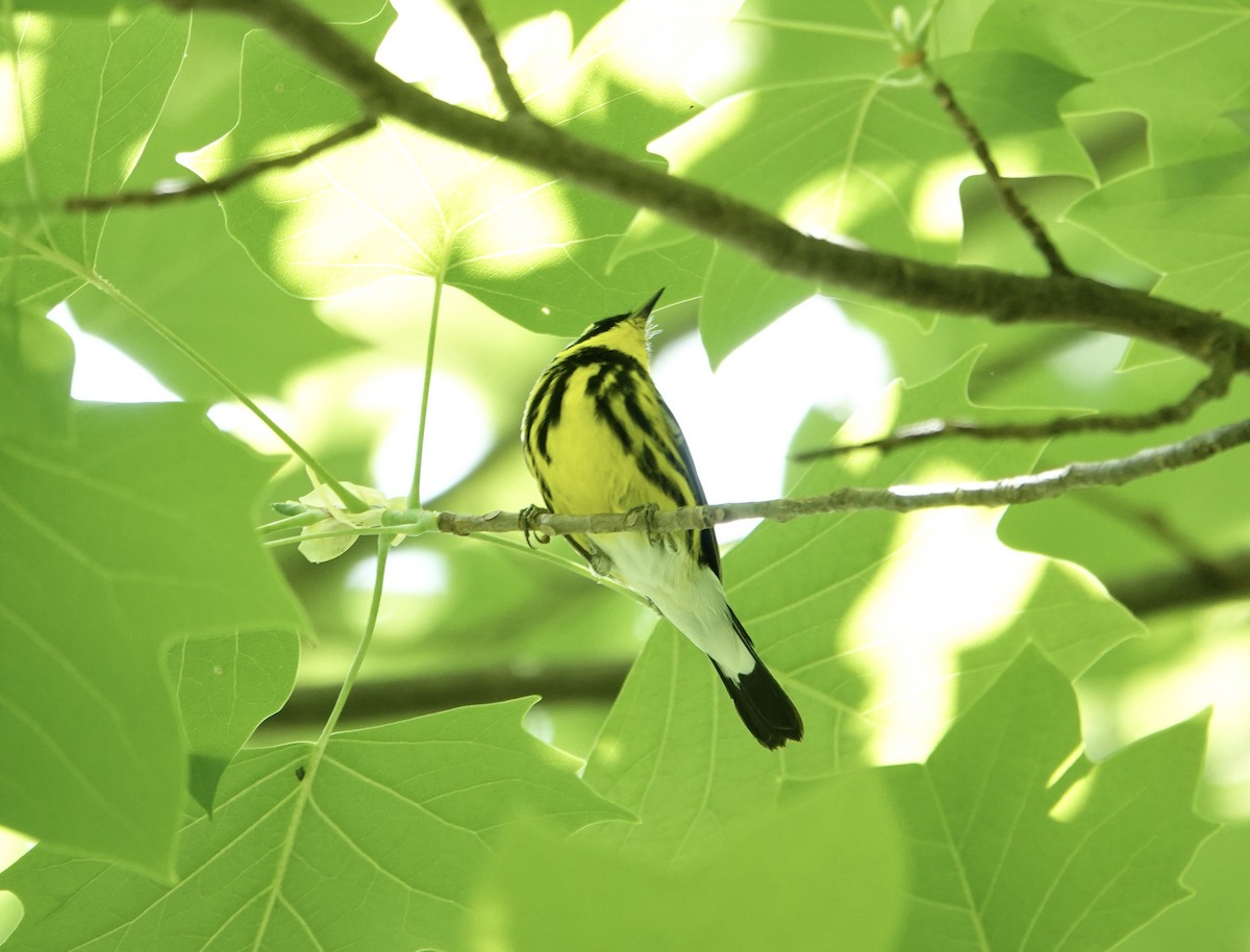 Magnolia Warbler - ML618839139