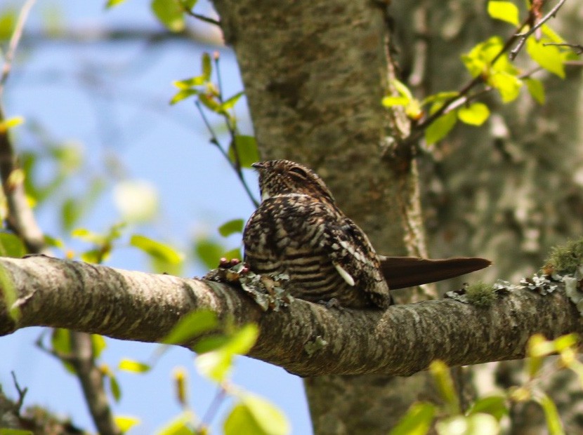 Common Nighthawk - Jane Sender