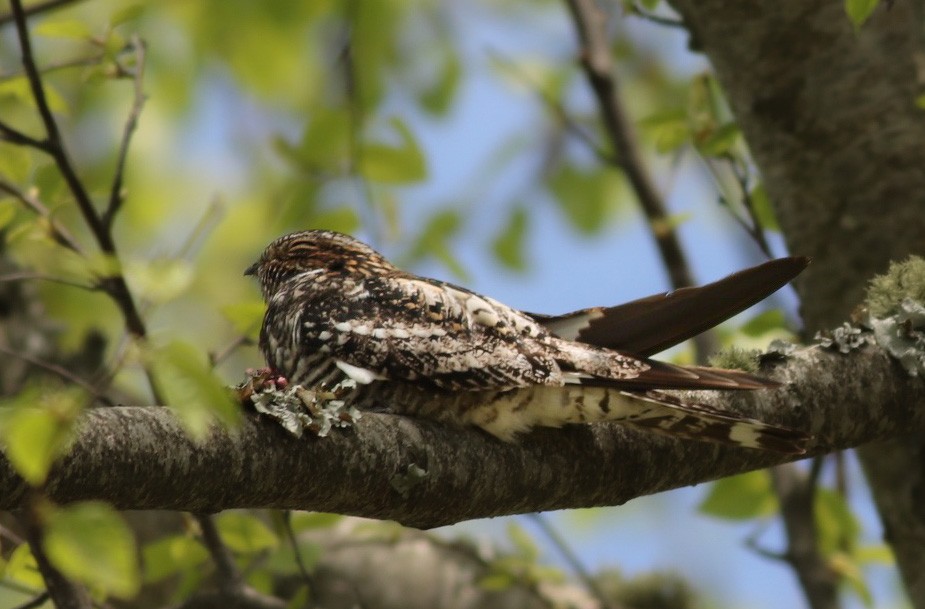 lelek sokolí - ML618839141