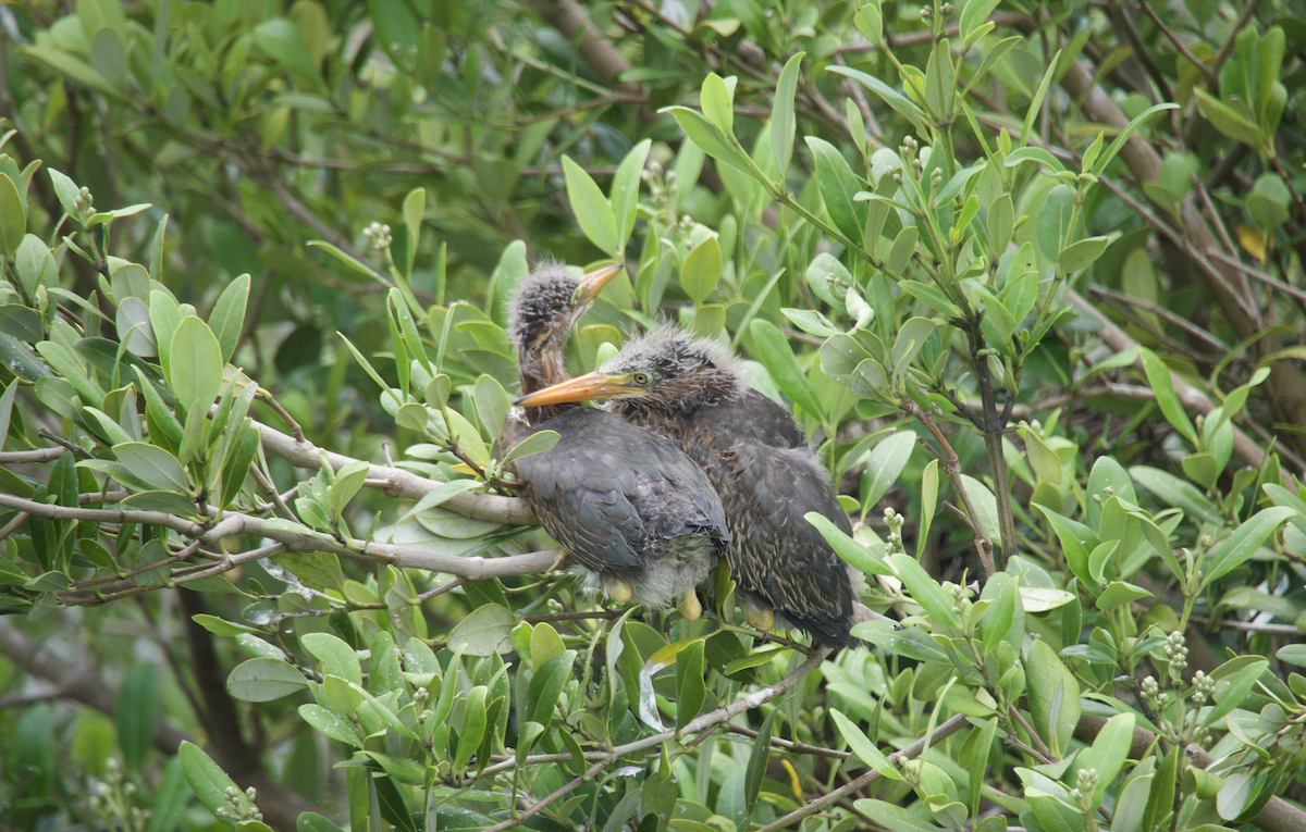 Green Heron - Evan Farese