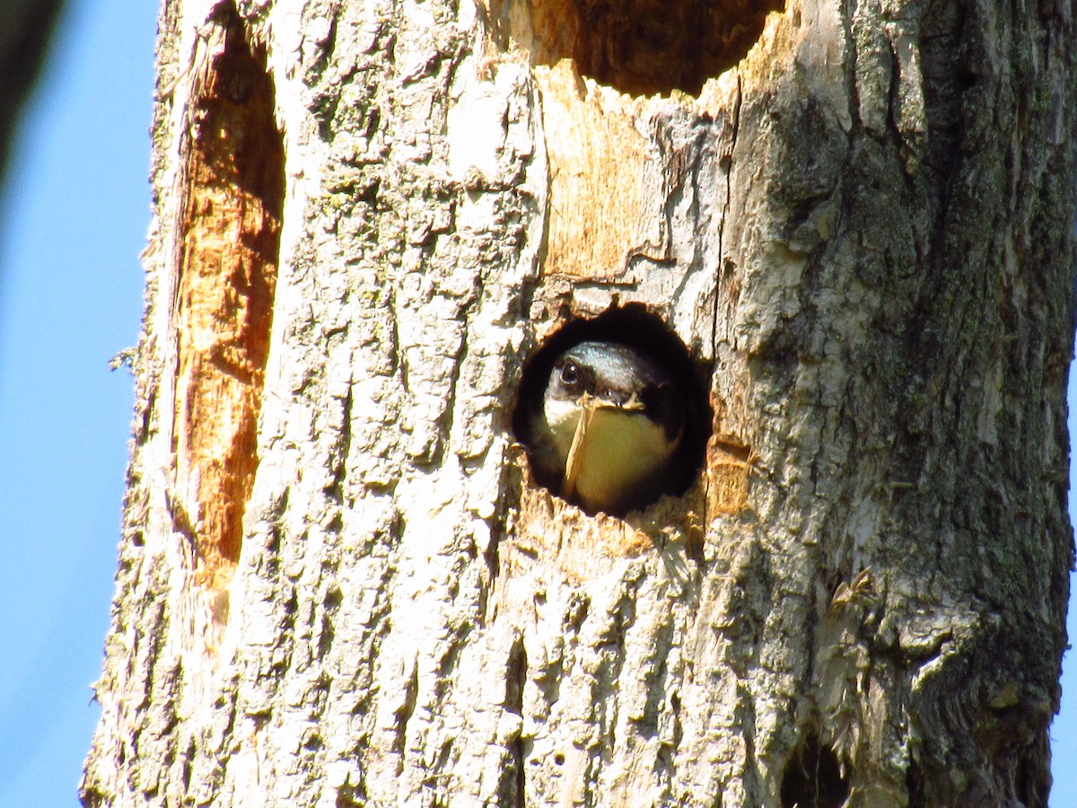 Tree Swallow - Alyssa Gruda