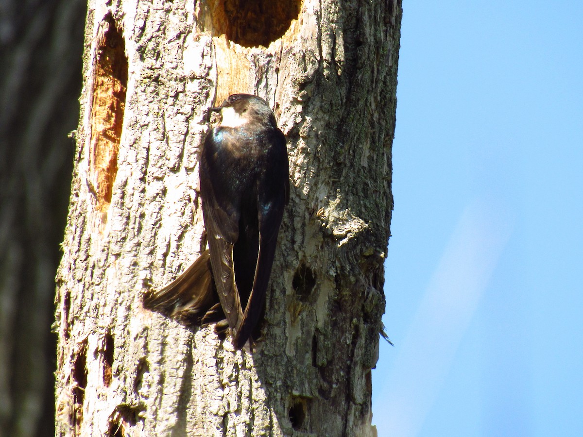 Tree Swallow - Alyssa Gruda