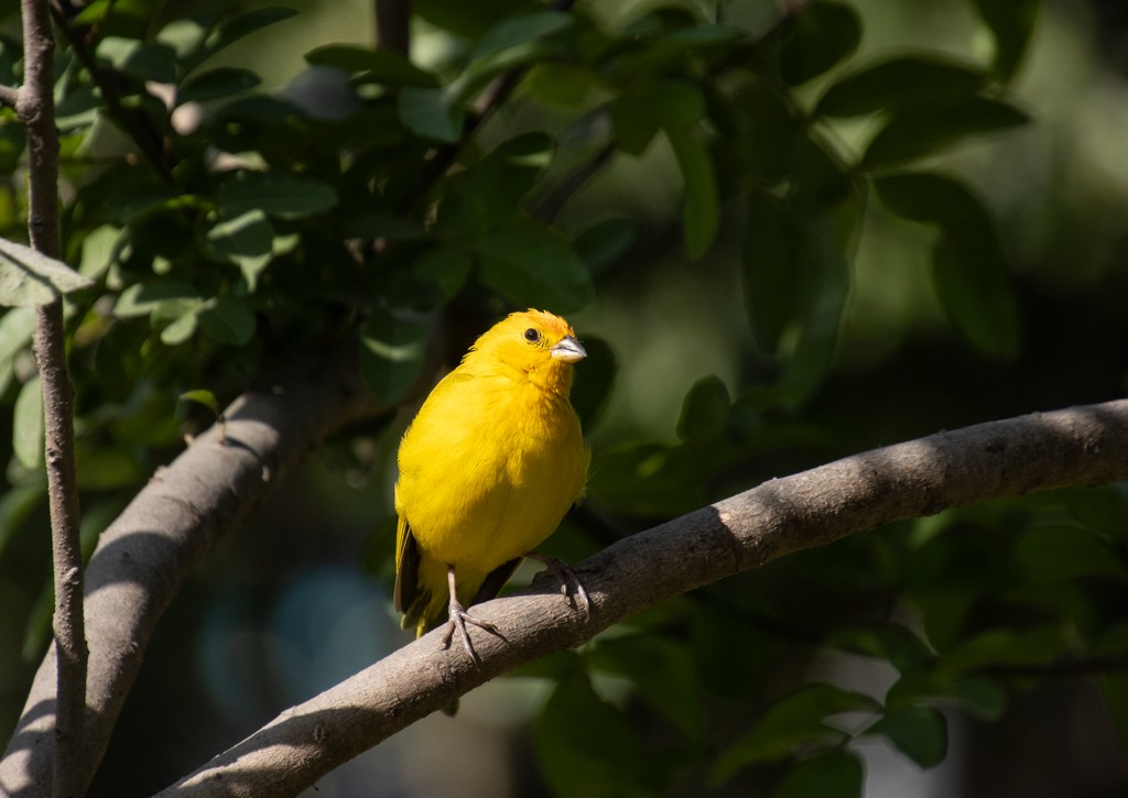 Saffron Finch - Mary Yamashiro