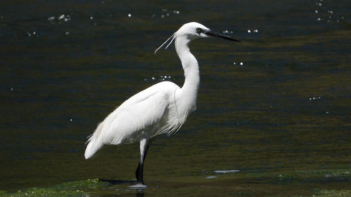 Little Egret - ML618839165