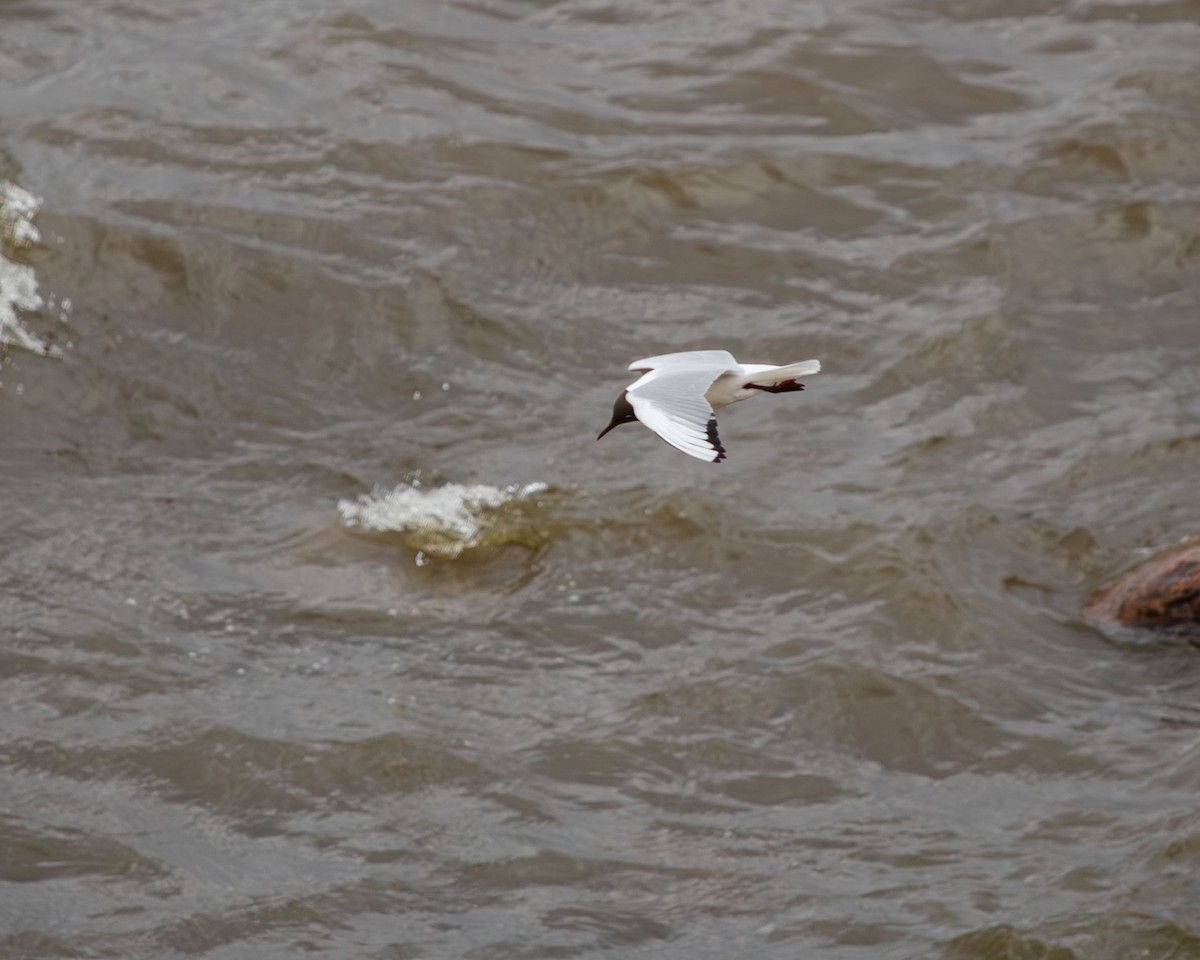 Black-headed Gull - Анастасия Яковлева