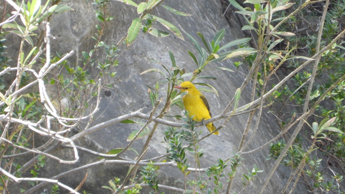 Eurasian Golden Oriole - ML618839190