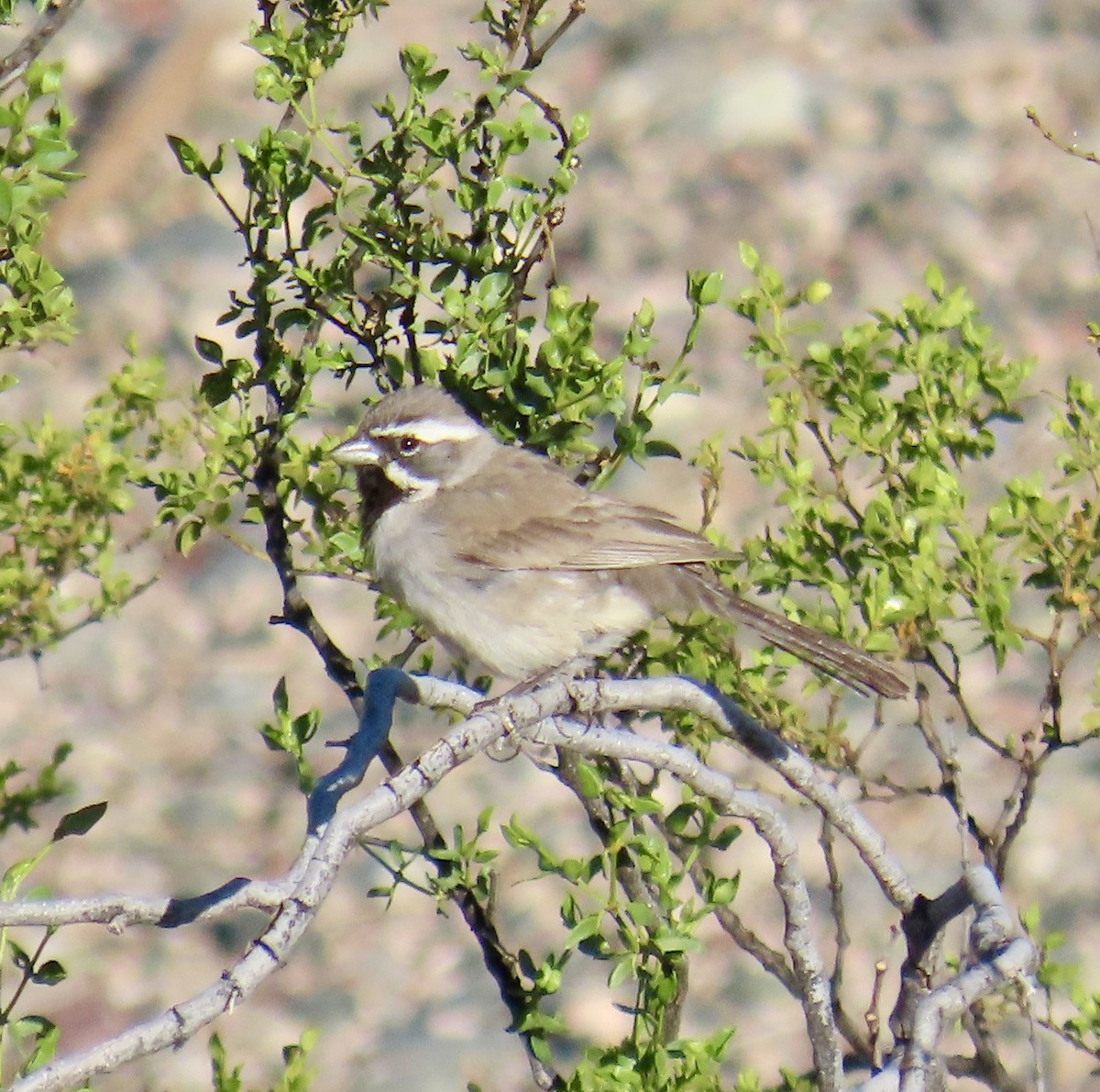 Black-throated Sparrow - Don Witter