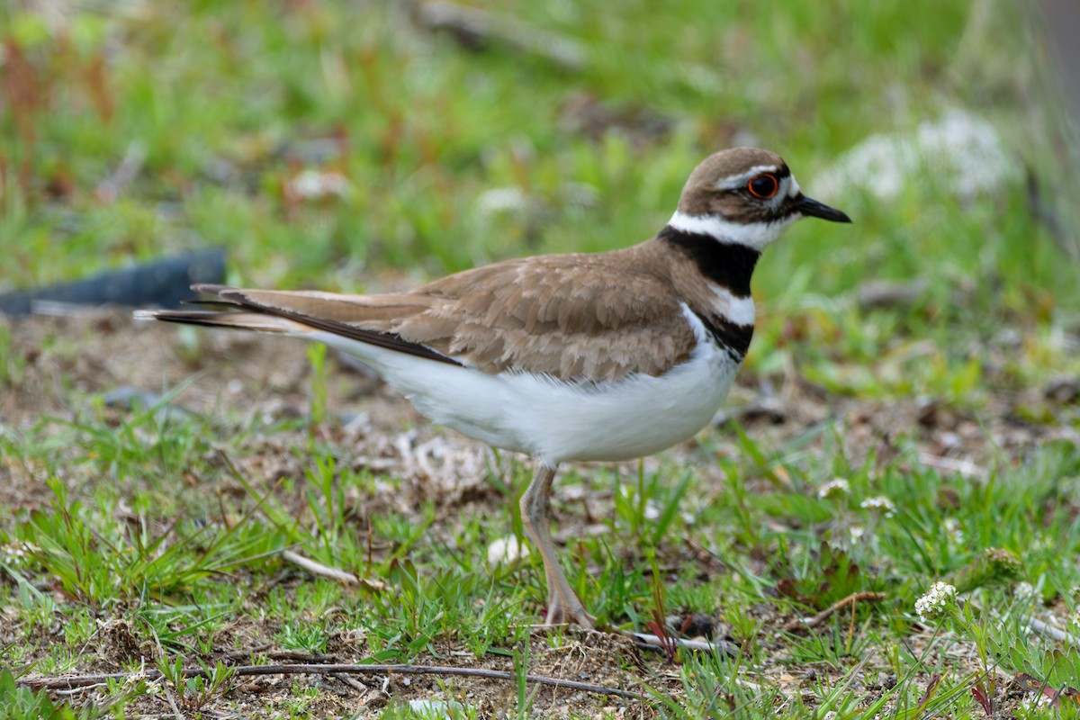 Killdeer - ML618839198