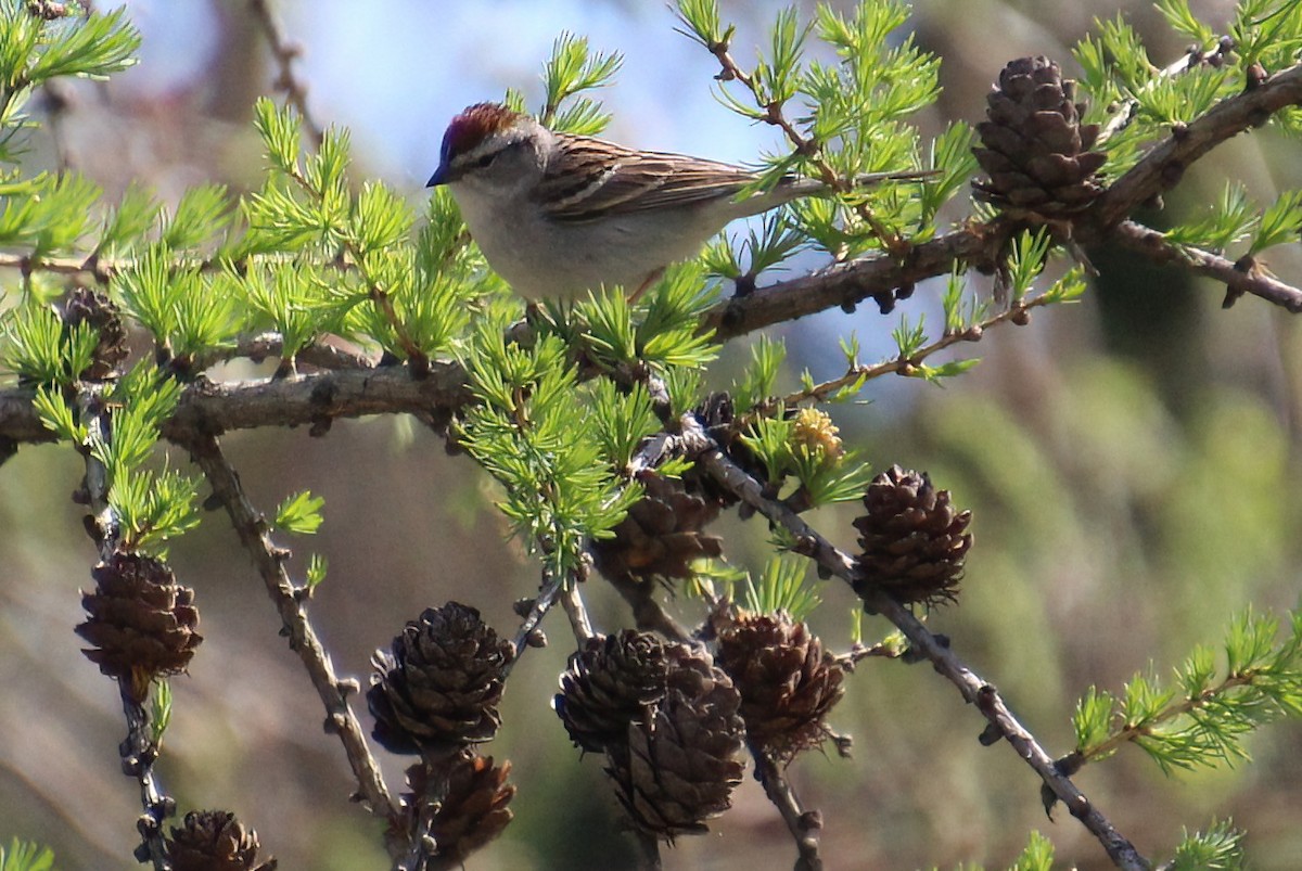 Chipping Sparrow - Elaine Cassidy