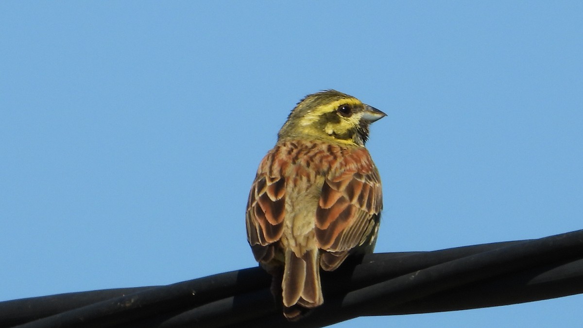 Cirl Bunting - ML618839214