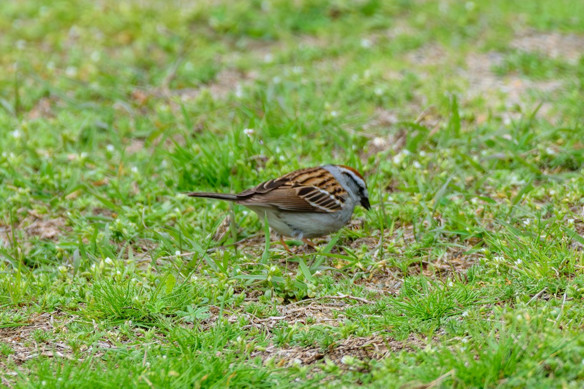 Chipping Sparrow - ML618839219