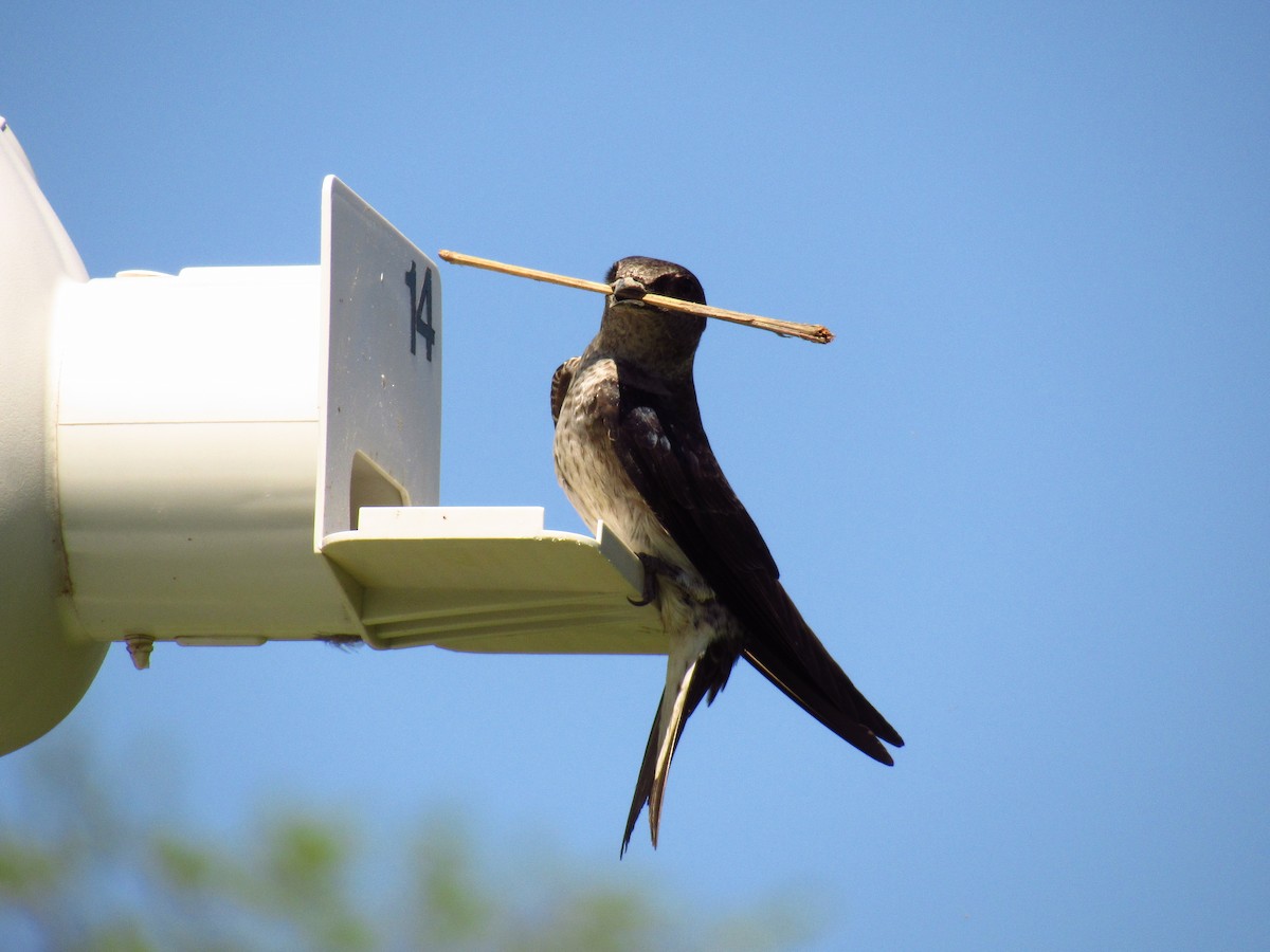 Purple Martin - Alyssa Gruda