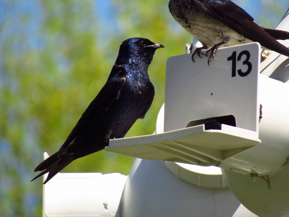 Purple Martin - Alyssa Gruda