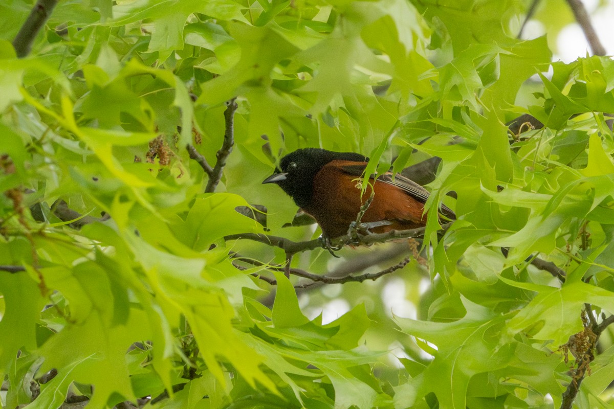 Orchard Oriole - Michael Barath