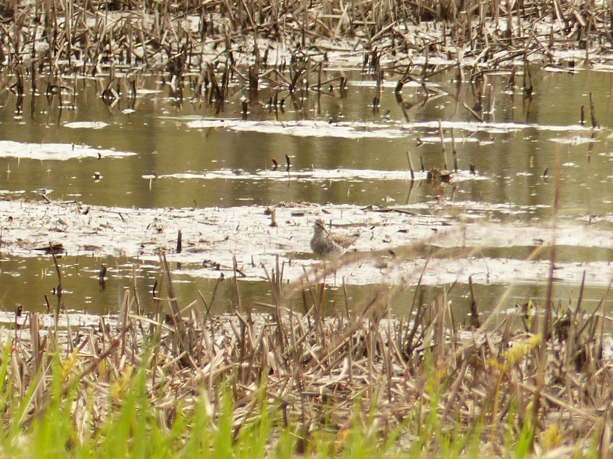 Spotted Sandpiper - ML618839235