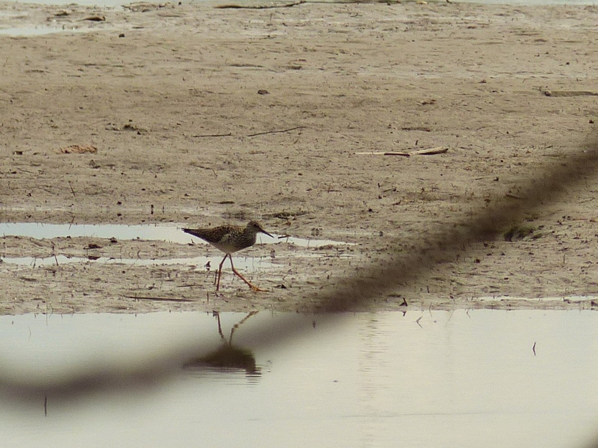 Lesser Yellowlegs - ML618839246