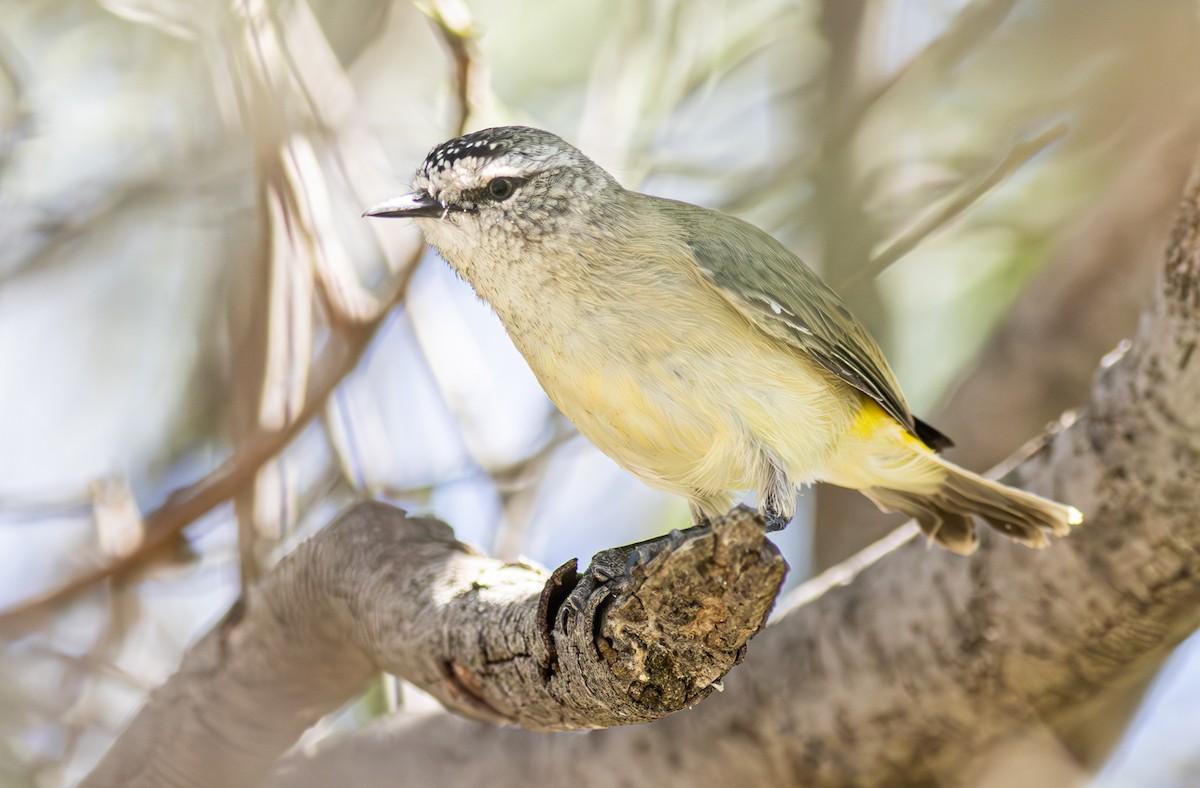 Yellow-rumped Thornbill - Pedro Nicolau