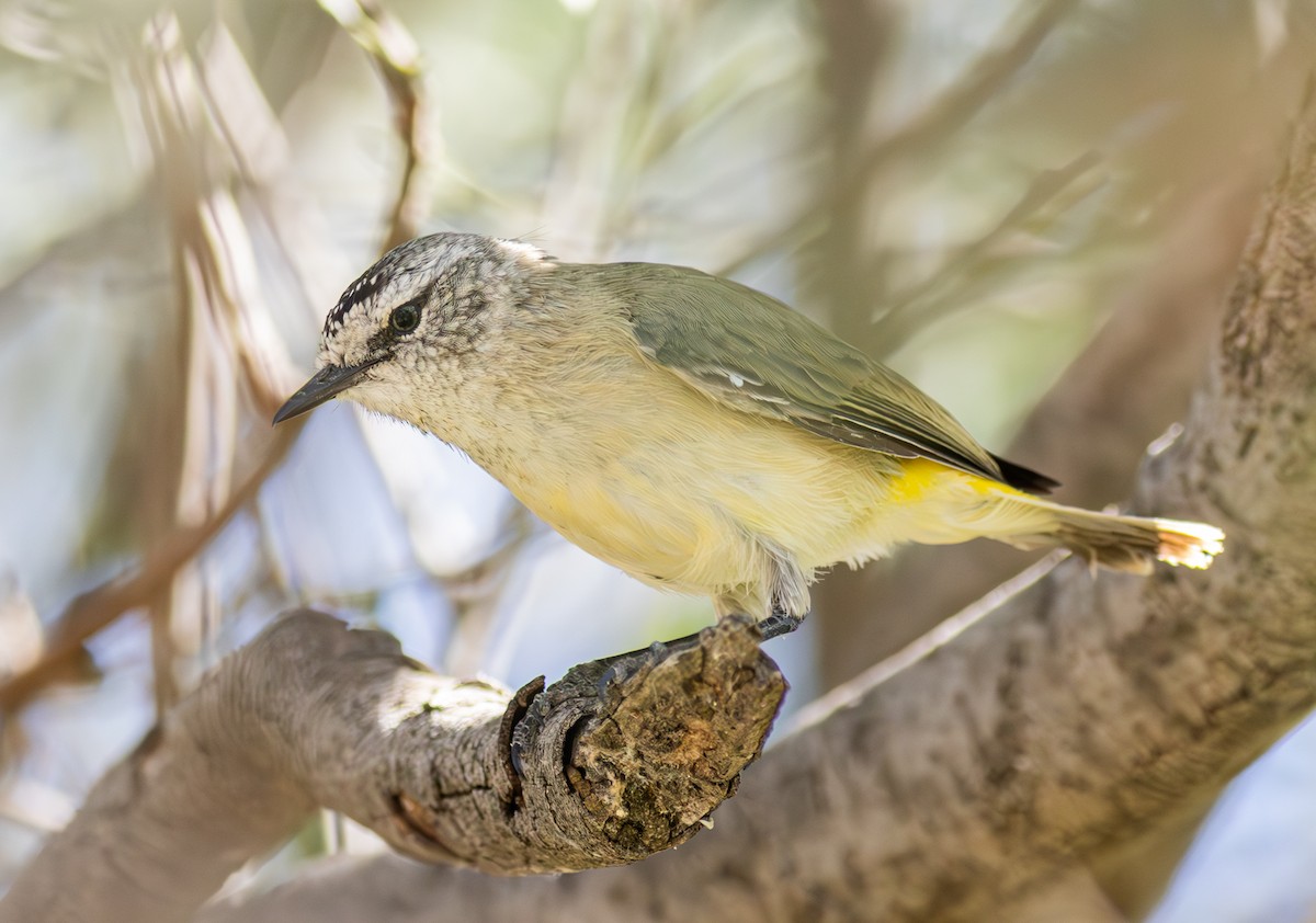 Yellow-rumped Thornbill - Pedro Nicolau