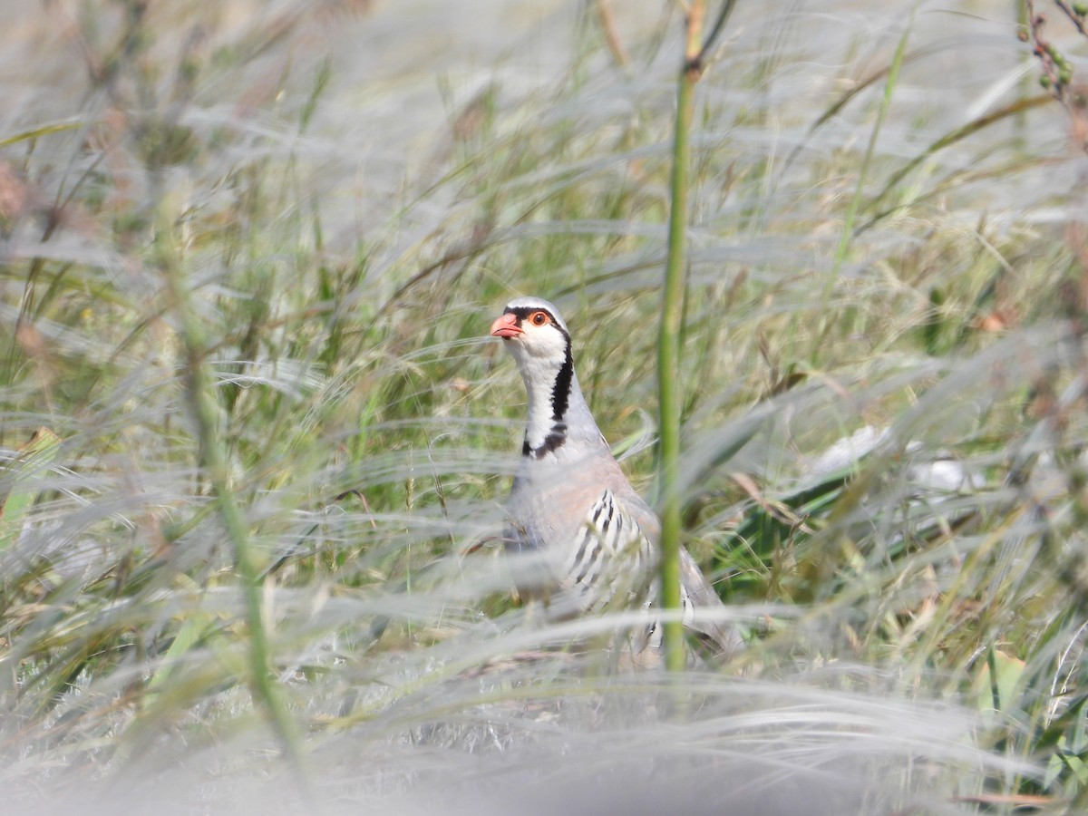 Rock Partridge - ML618839255