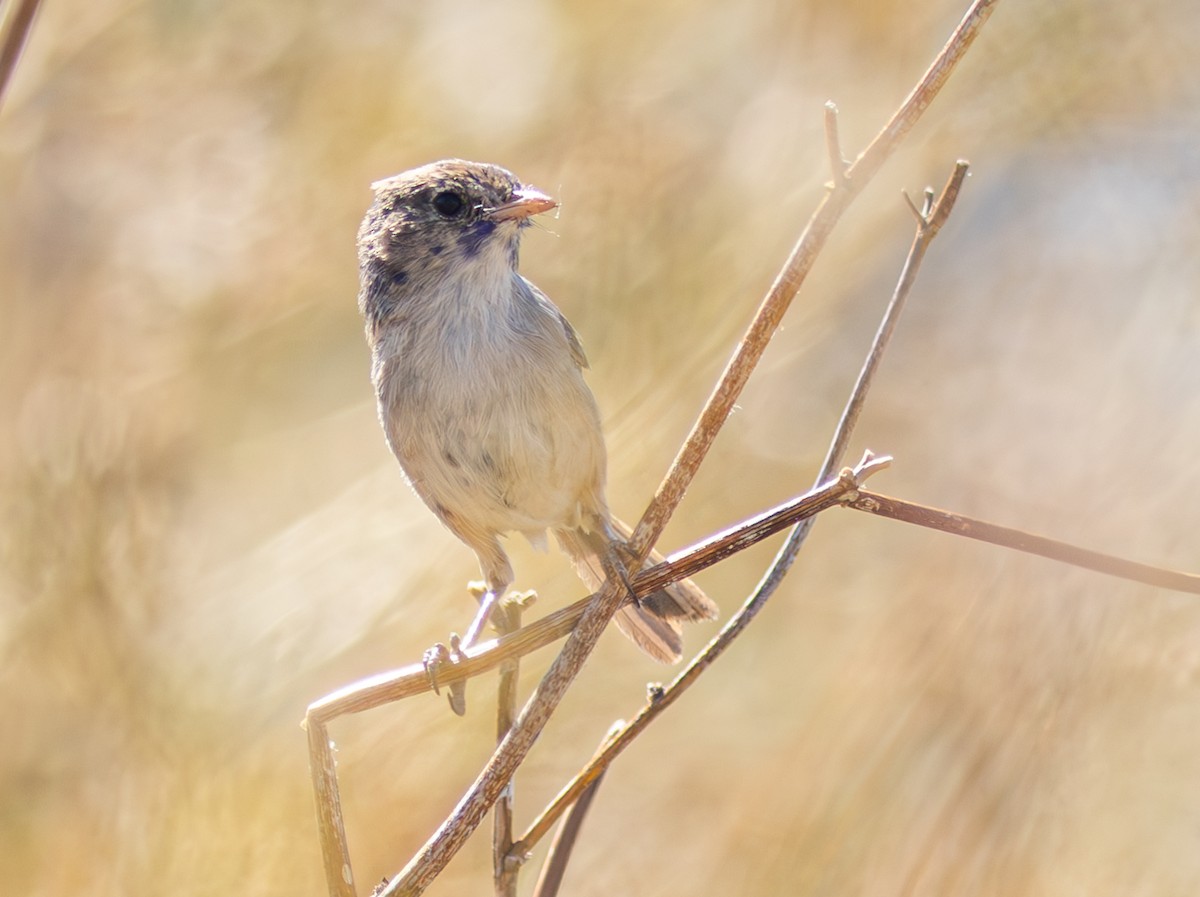 White-winged Fairywren - Pedro Nicolau