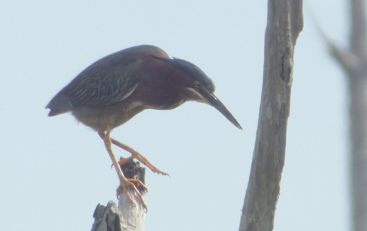 Green Heron - Jim Mott